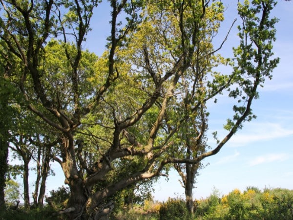 Arbre symbolisant l’engagement écologique des Déménageurs Basques pour un déménagement responsable à Bayonne
